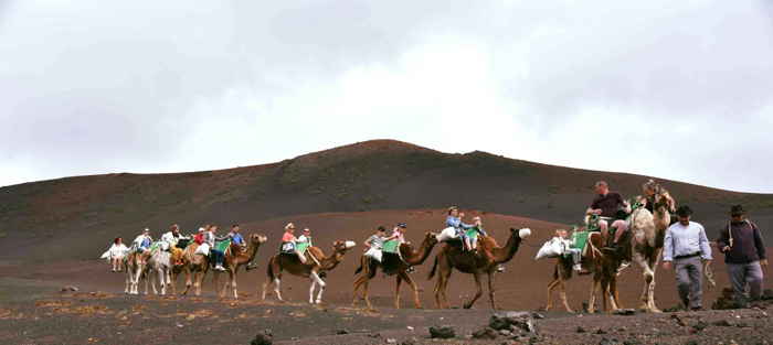 Paseo en camello Lanzarote. Disfruta la experiencia
