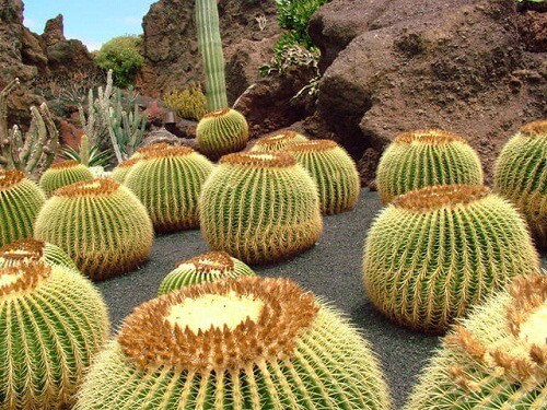 jardin de cactus