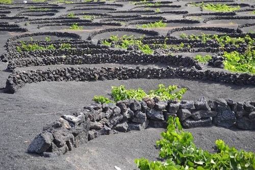 Ruta de vinos y festivales en La Geria que no te puedes perder