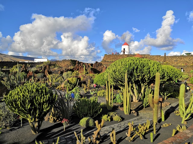 jardin de cactus lanzarote