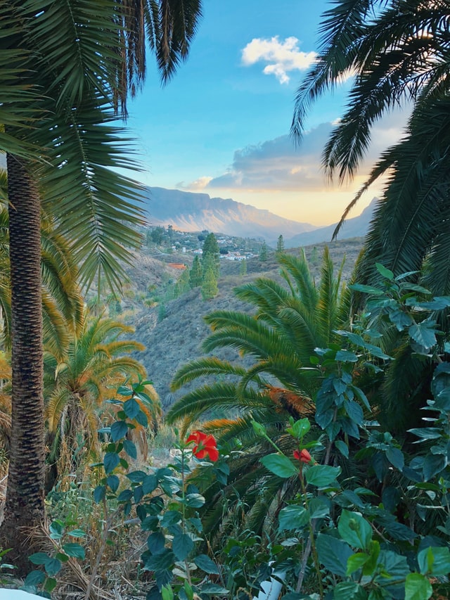 Gran canarias