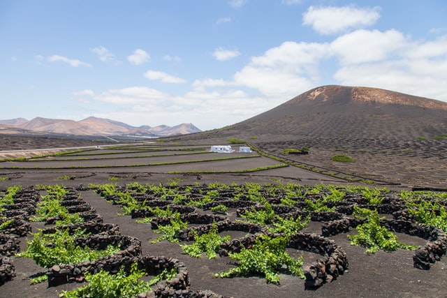 vineyards La Geria