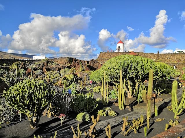 Lo que debes saber sobre el Jardin de Cactus de Lanzarote
