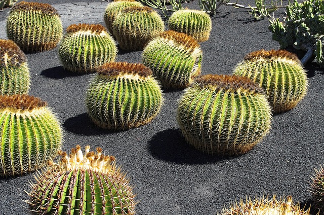 cactus garden lanzarote