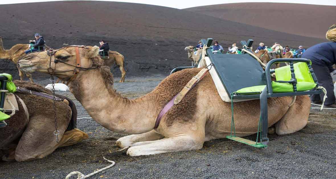 Camel ride