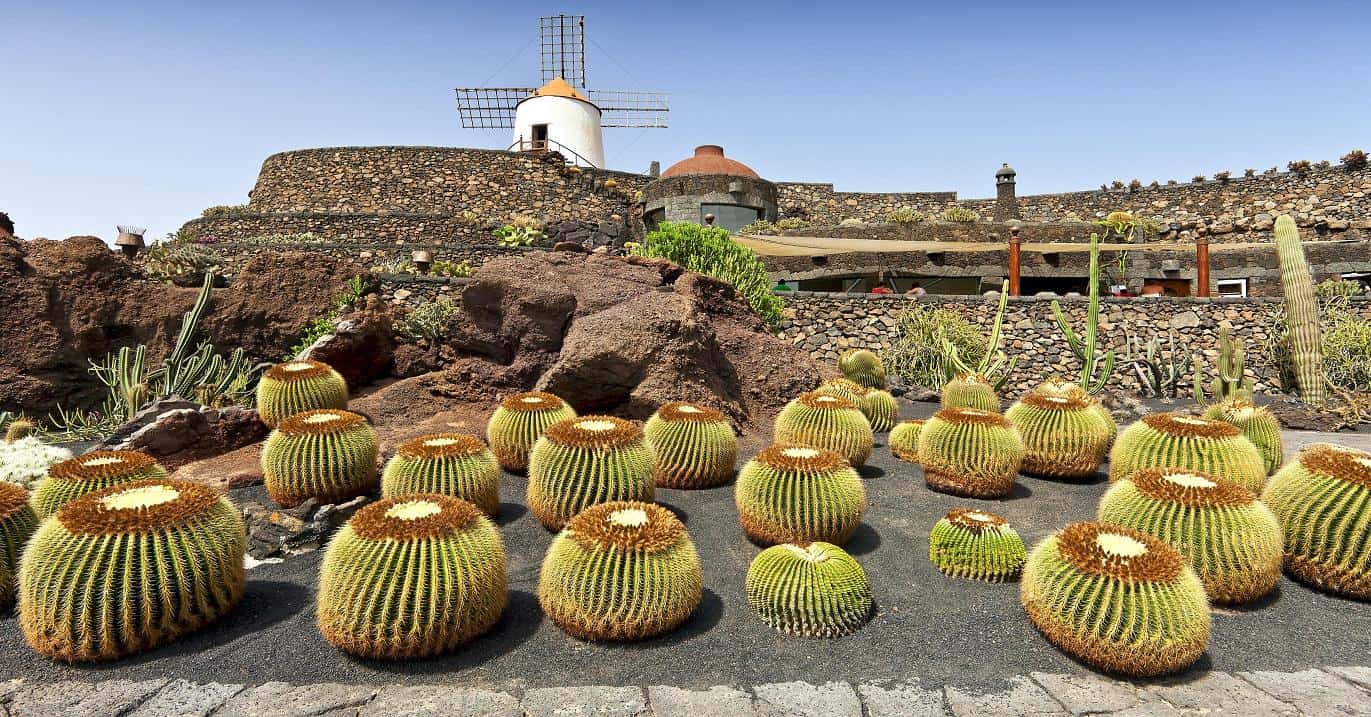 Jardin de cactus