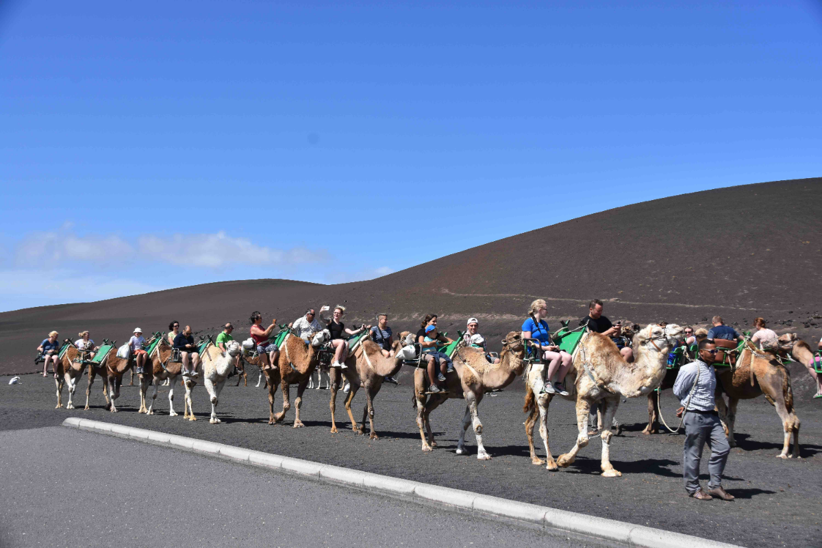 Camel Safari